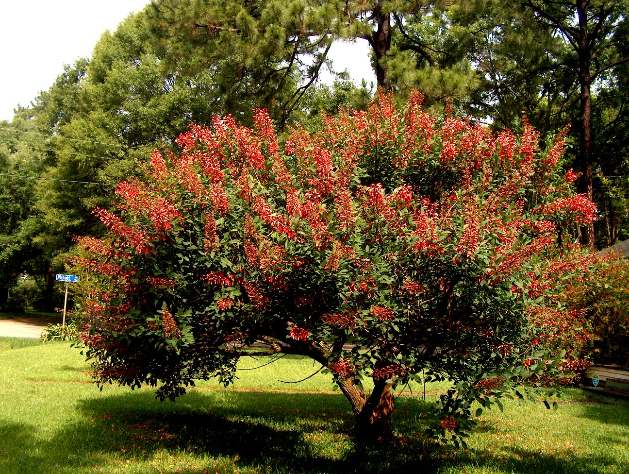 crista erythrina galli tree coral bloom plant onlineplantguide specimen early summer